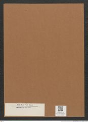 Diatomeae indet. Zeichnungen Sammlung Grunow Mappe 03388 (Herbarium_W_Grunow_drawings_Folder_03388)